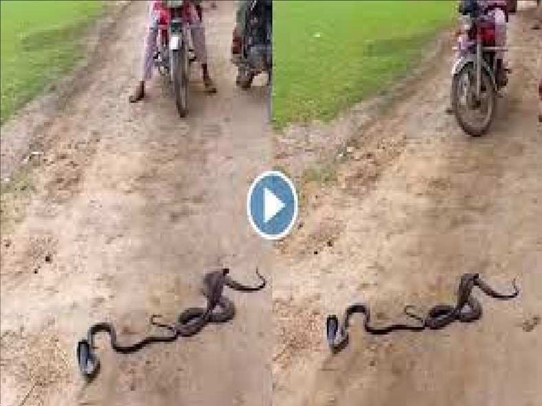 Snake Viral Video: रास्ते के बीचों बीच रोमांस करते नजर आए नाग नागिन, बाइक सवार को देख दिया गज़ब रिस्पांस