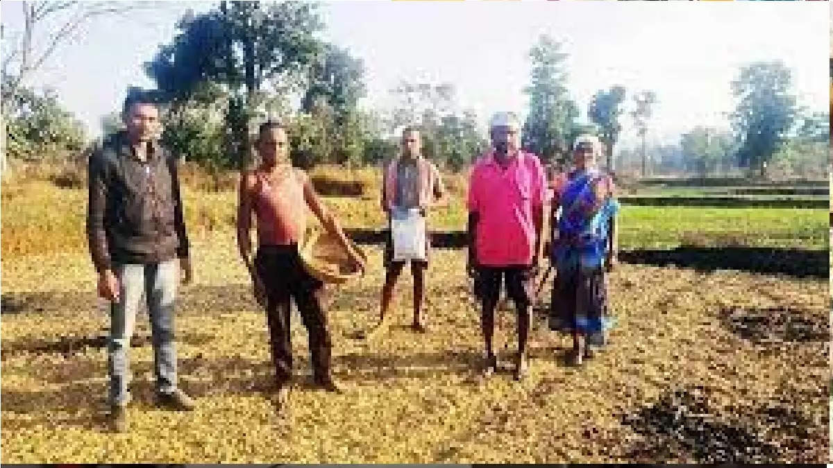 छत्तीसगढ़ के किसान ने 100 एकड़ में लगाई रागी की फसल, कटाई के बाद खुले किस्मत के ताले 