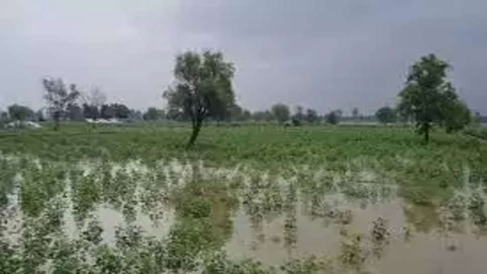 Sirsa Rain Update: किसानों के लिए आफत नहीं सौगात बनकर बरसी बारिश, फसलों को मिली नई संजीवनी