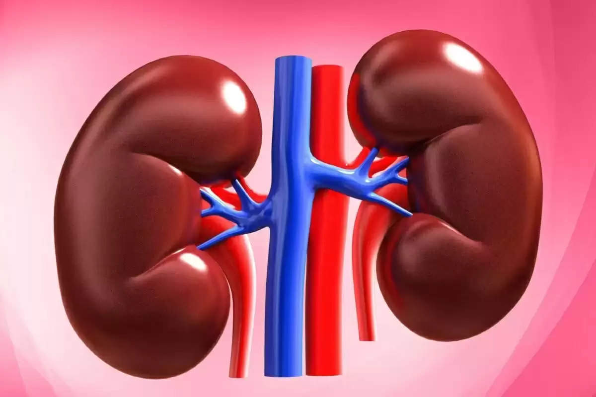  Side Effects of Protein on Kidney