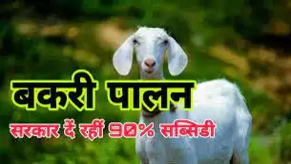 हरियाणा में इस नस्ल की बकरी पालन वालो को सरकार दे रही 90% तक की सब्सिडी पर लोन, जल्दी से ऐसे करे आवेदन..