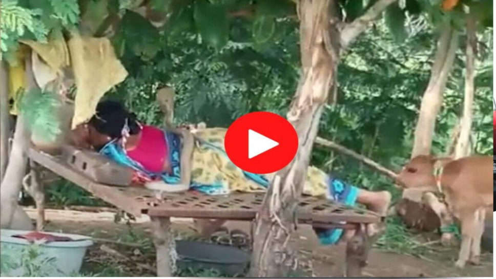 खुले गद्दे पर सो रही महिला पर किंग कोबरा बैठा तो दर्शकों की जान में जान आ गई