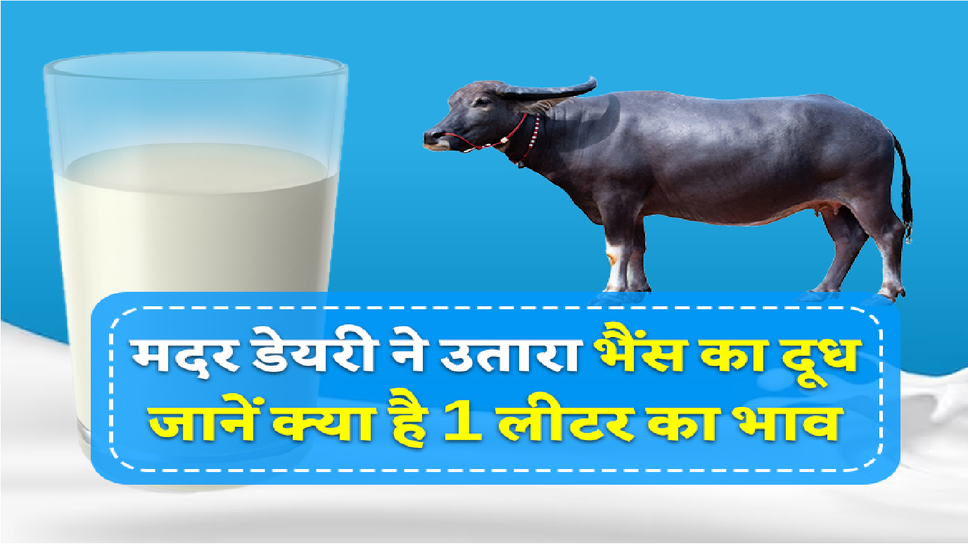 Delhi News: गाय के बाद अब मदर डेयरी का मिलेगा भैंस का दूध, होगी इतनी इतनी कीमत