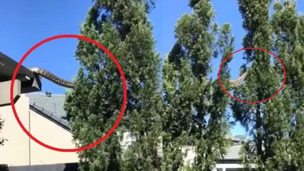 Viral Video: घर के ऊपर से गुजर रहा था 40 फीट लंबा अजगर, देखकर सब रह गए हके बके 